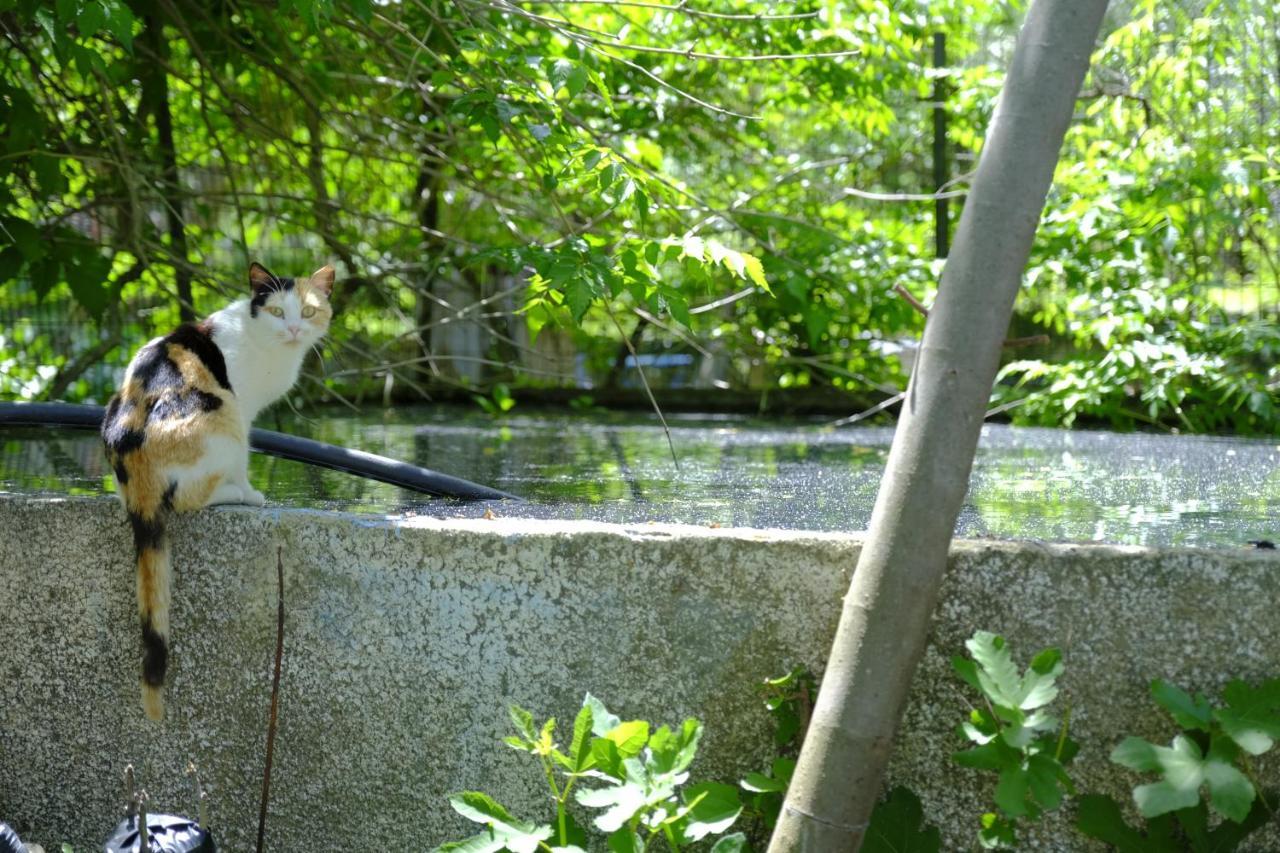 Alekas Studios 塞尔马 外观 照片